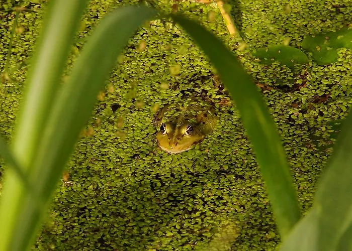 Rybaczowka Luknajno Mikołajki